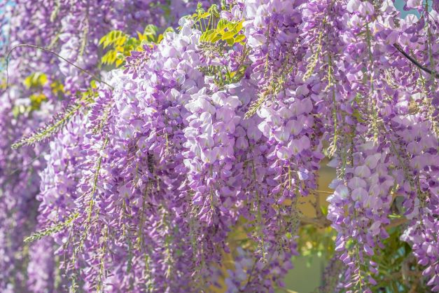 I fiori più belli e particolari per chi ama il viola?