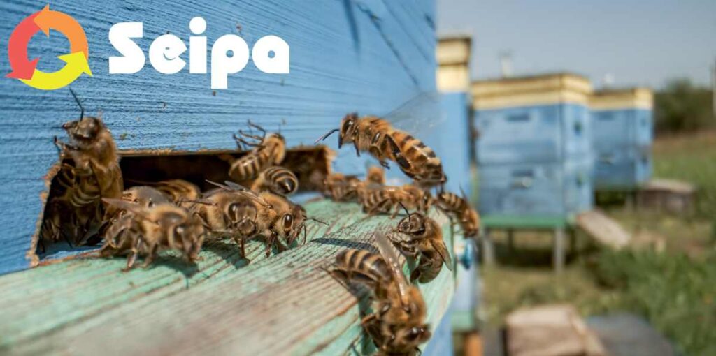 UN NUOVO RONZIO TRA GLI IMPIANTI SEIPA
