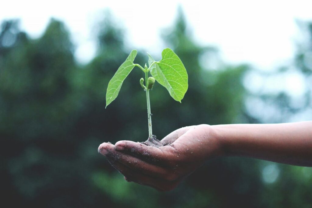 Perché scegliere un fornitore di energia green conviene all’ambiente (e alla bolletta)