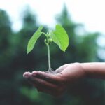 Perché scegliere un fornitore di energia green conviene all’ambiente (e alla bolletta)