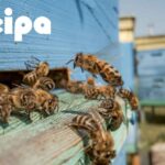 API, BIODIVERSITÀ E CANTIERI, SEIPA: LA SOSTENIBILITÀ PASSA ANCHE DAGLI IMPOLLINATORI